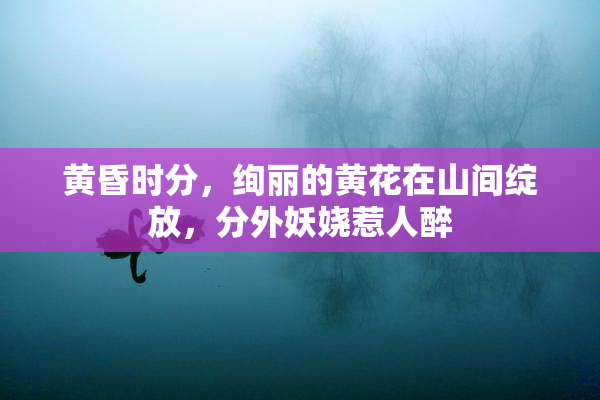 黄昏时分，绚丽的黄花在山间绽放，分外妖娆惹人醉