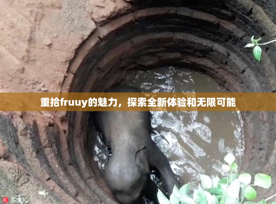 重拾fruuy的魅力，探索全新体验和无限可能