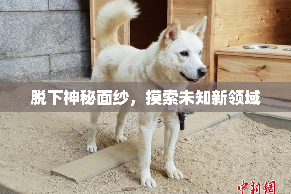 脱下神秘面纱，摸索未知新领域