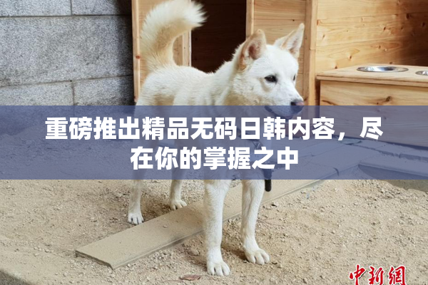 重磅推出精品无码日韩内容，尽在你的掌握之中
