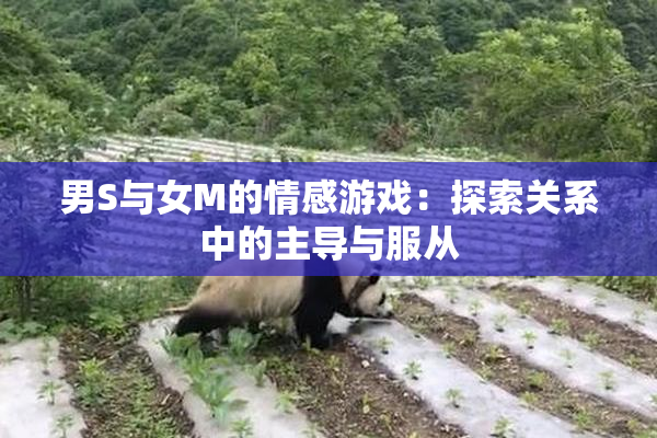 男S与女M的情感游戏：探索关系中的主导与服从