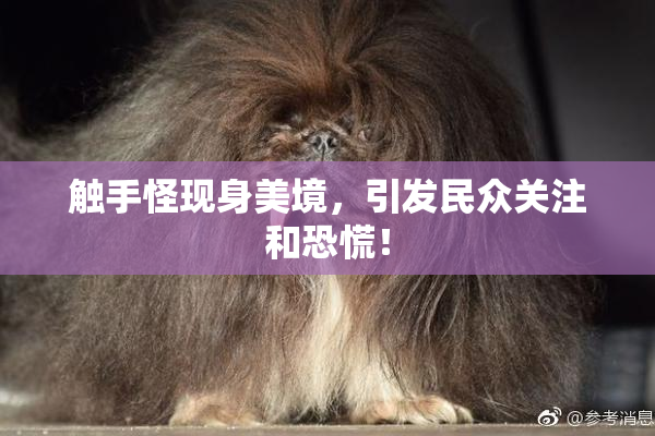 触手怪现身美境，引发民众关注和恐慌！