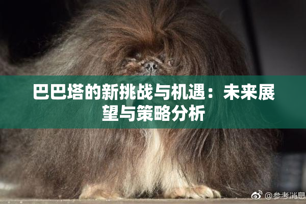 巴巴塔的新挑战与机遇：未来展望与策略分析