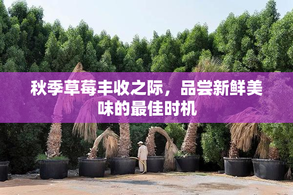 秋季草莓丰收之际，品尝新鲜美味的最佳时机