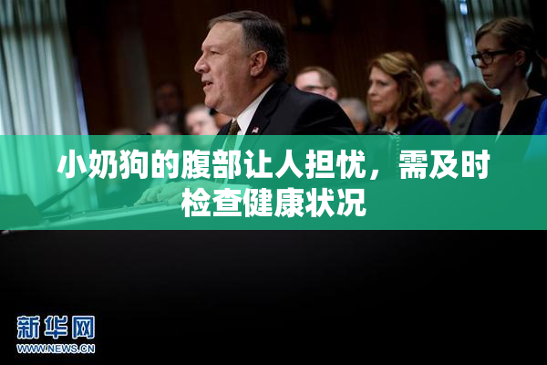 小奶狗的腹部让人担忧，需及时检查健康状况