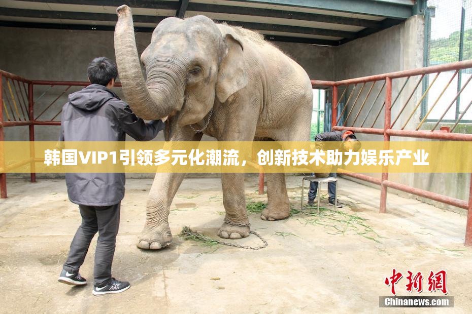 韩国VIP1引领多元化潮流，创新技术助力娱乐产业