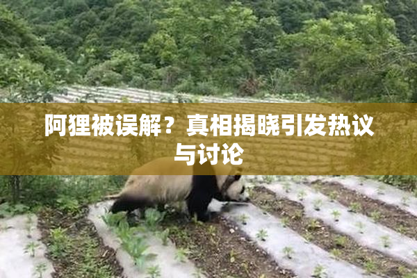 阿狸被误解？真相揭晓引发热议与讨论