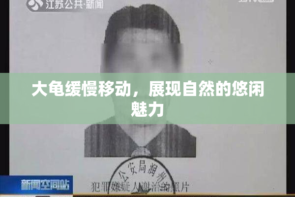 大龟缓慢移动，展现自然的悠闲魅力