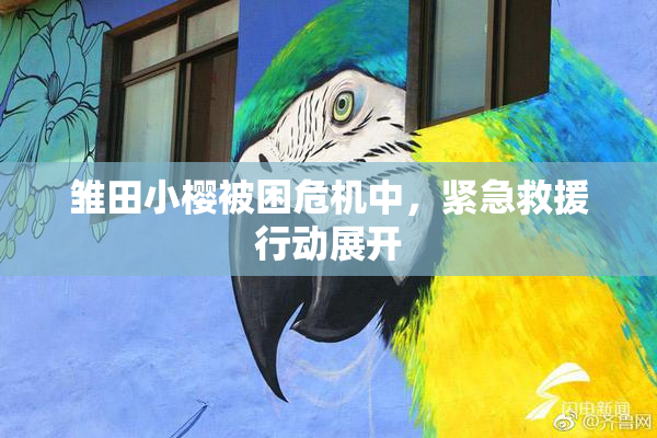 雏田小樱被困危机中，紧急救援行动展开
