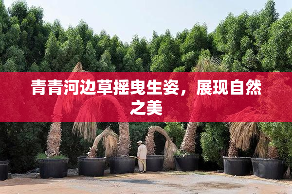 青青河边草摇曳生姿，展现自然之美