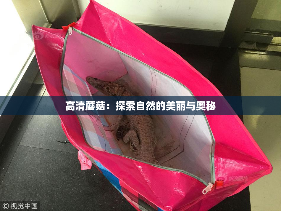 高清蘑菇：探索自然的美丽与奥秘