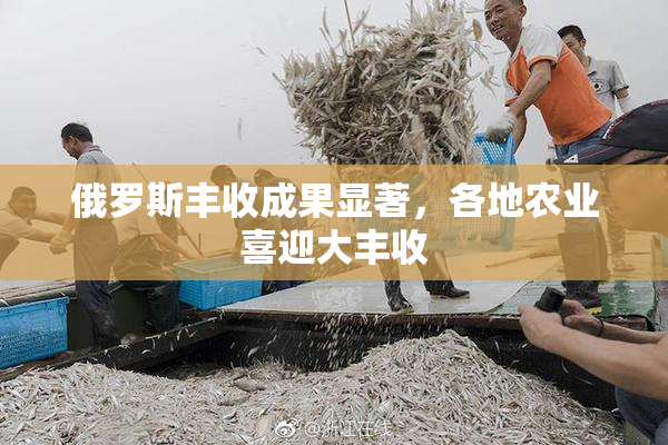 俄罗斯丰收成果显著，各地农业喜迎大丰收