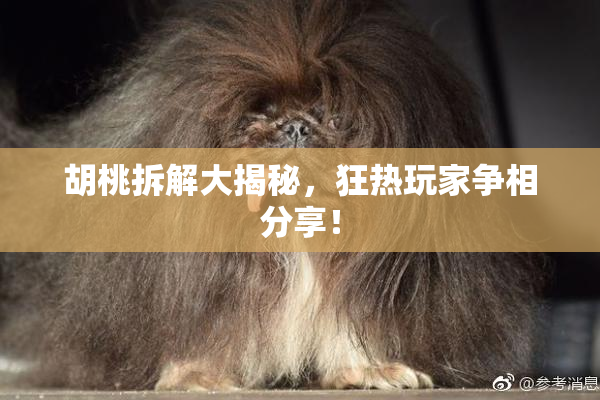 胡桃拆解大揭秘，狂热玩家争相分享！
