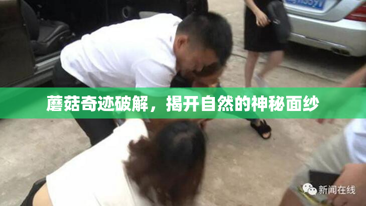 蘑菇奇迹破解，揭开自然的神秘面纱