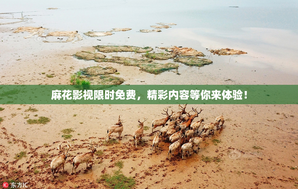 麻花影视限时免费，精彩内容等你来体验！