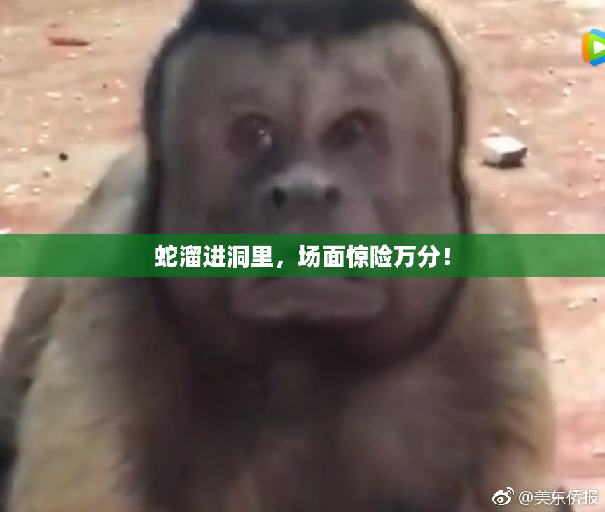 蛇溜进洞里，场面惊险万分！