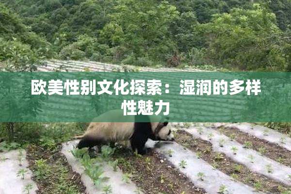 欧美性别文化探索：湿润的多样性魅力