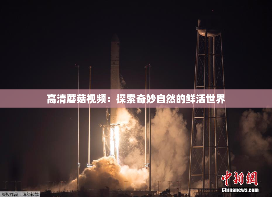 高清蘑菇视频：探索奇妙自然的鲜活世界