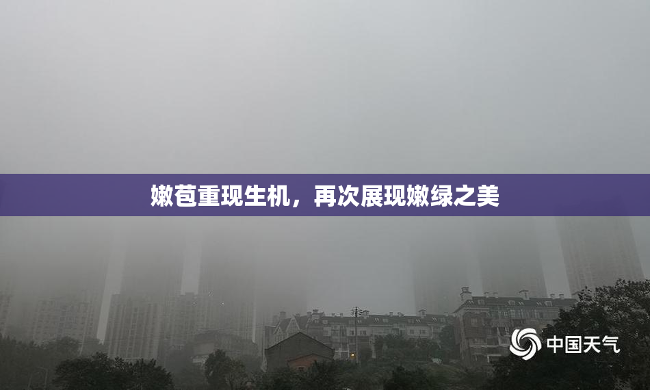 嫩苞重现生机，再次展现嫩绿之美