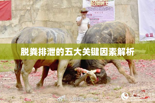 脱粪排泄的五大关键因素解析