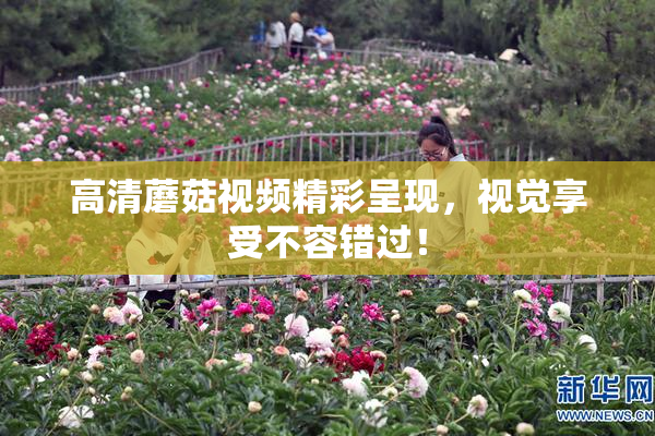 高清蘑菇视频精彩呈现，视觉享受不容错过！