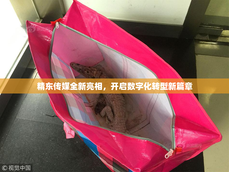 精东传媒全新亮相，开启数字化转型新篇章