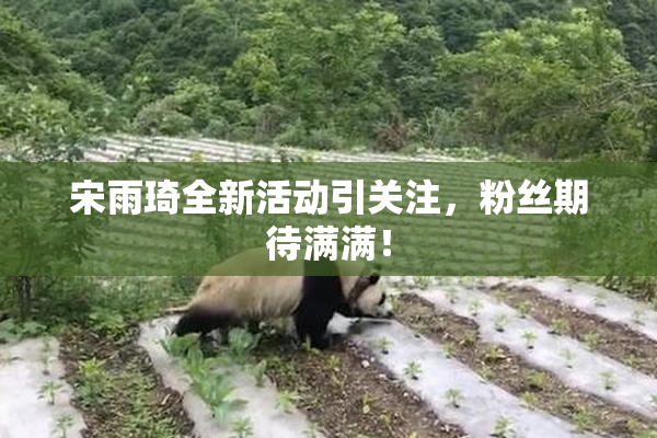 宋雨琦全新活动引关注，粉丝期待满满！