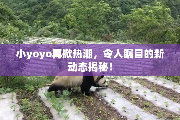小yoyo再掀热潮，令人瞩目的新动态揭秘！