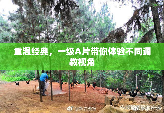 重温经典，一级A片带你体验不同调教视角