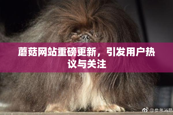蘑菇网站重磅更新，引发用户热议与关注
