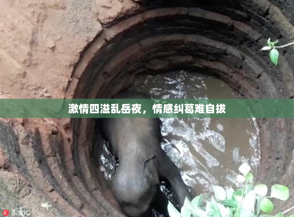 激情四溢乱岳夜，情感纠葛难自拔