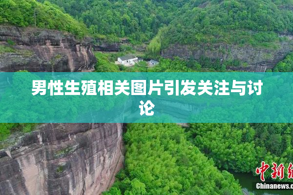 男性生殖相关图片引发关注与讨论