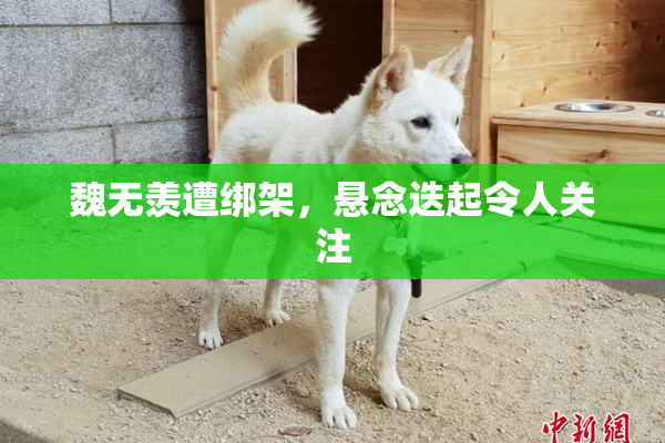 魏无羡遭绑架，悬念迭起令人关注