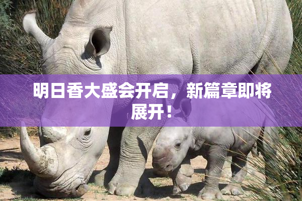 明日香大盛会开启，新篇章即将展开！