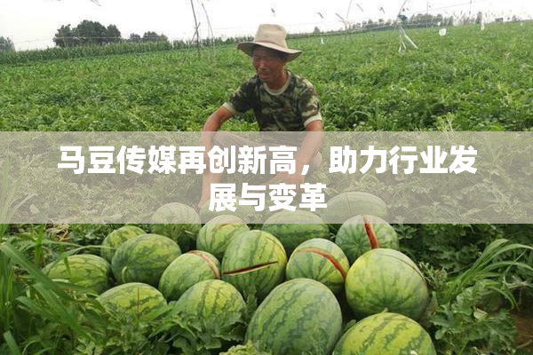 马豆传媒再创新高，助力行业发展与变革
