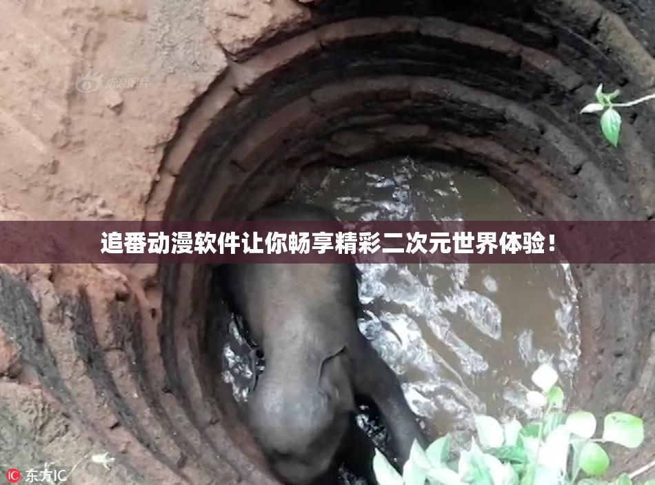追番动漫软件让你畅享精彩二次元世界体验！