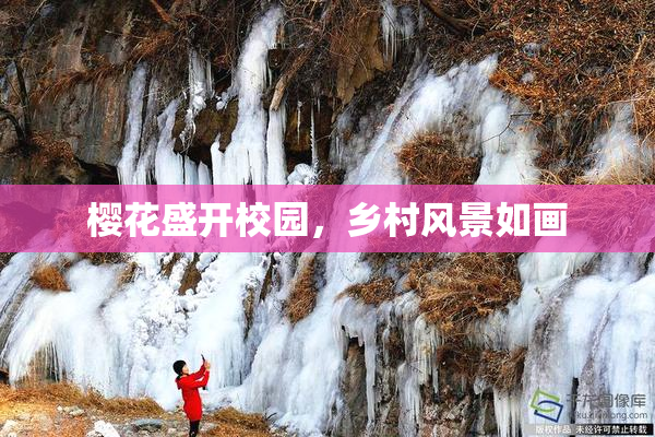 樱花盛开校园，乡村风景如画