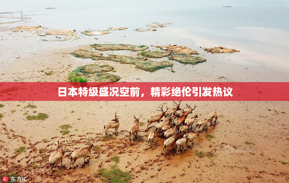 日本特级盛况空前，精彩绝伦引发热议