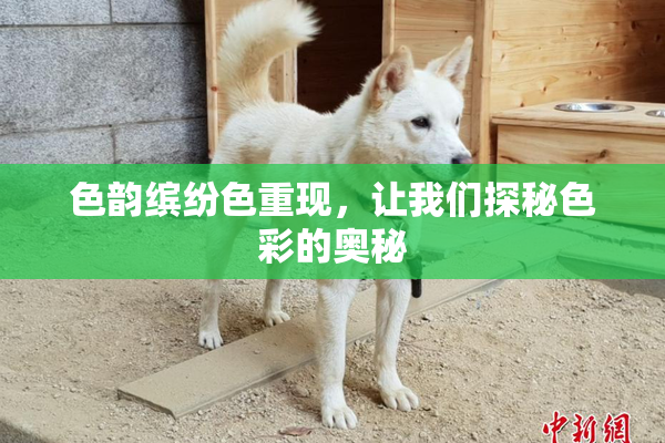 色韵缤纷色重现，让我们探秘色彩的奥秘