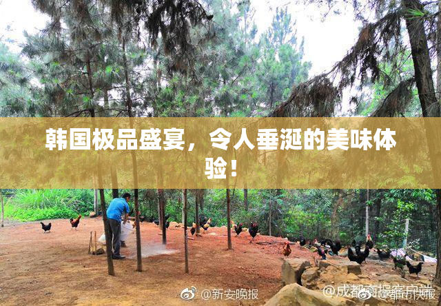 韩国极品盛宴，令人垂涎的美味体验！