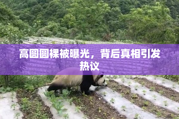 高圆圆裸被曝光，背后真相引发热议