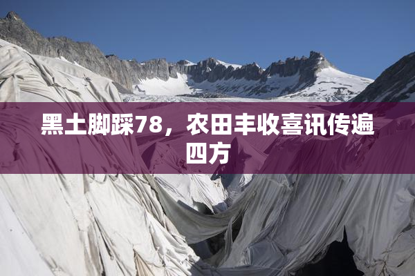 黑土脚踩78，农田丰收喜讯传遍四方