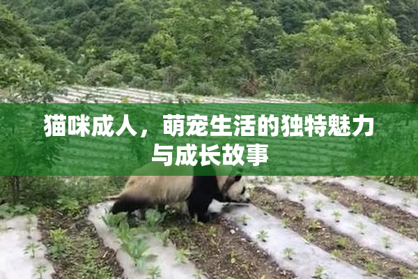 猫咪成人，萌宠生活的独特魅力与成长故事