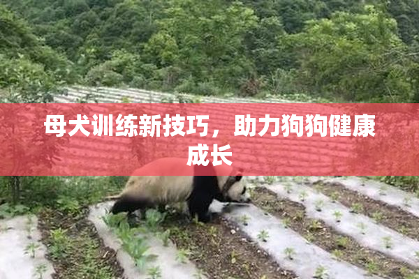 母犬训练新技巧，助力狗狗健康成长