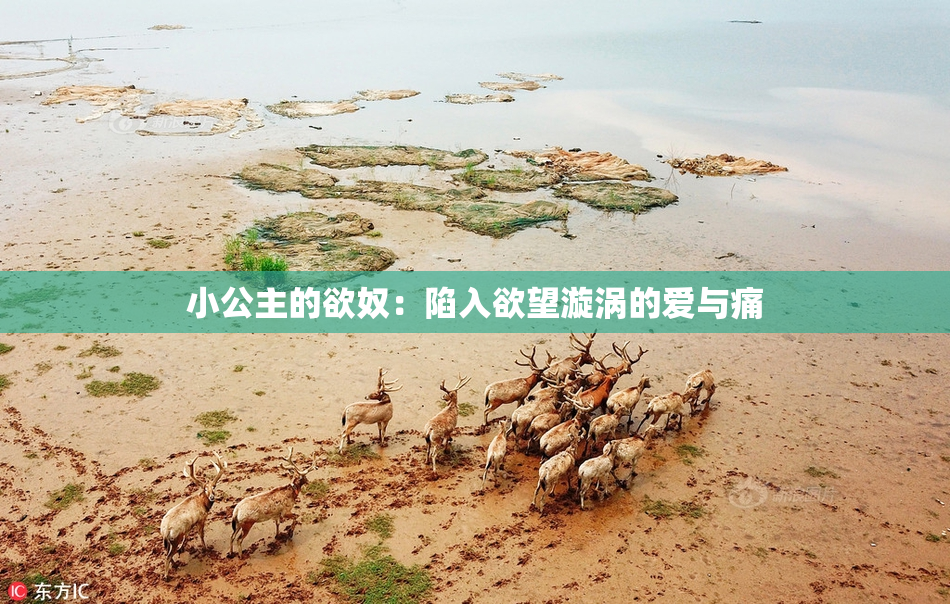 小公主的欲奴：陷入欲望漩涡的爱与痛