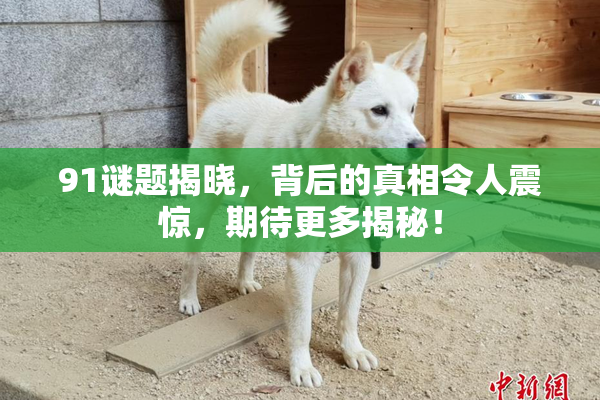 91谜题揭晓，背后的真相令人震惊，期待更多揭秘！