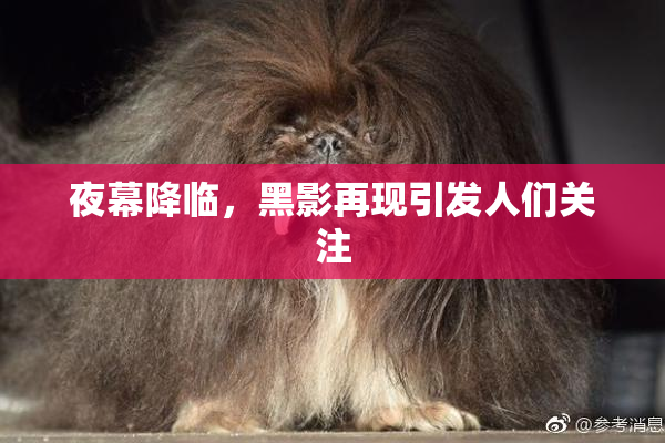 夜幕降临，黑影再现引发人们关注