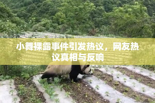 小舞裸露事件引发热议，网友热议真相与反响