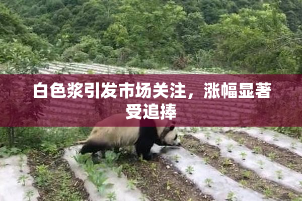 白色浆引发市场关注，涨幅显著受追捧
