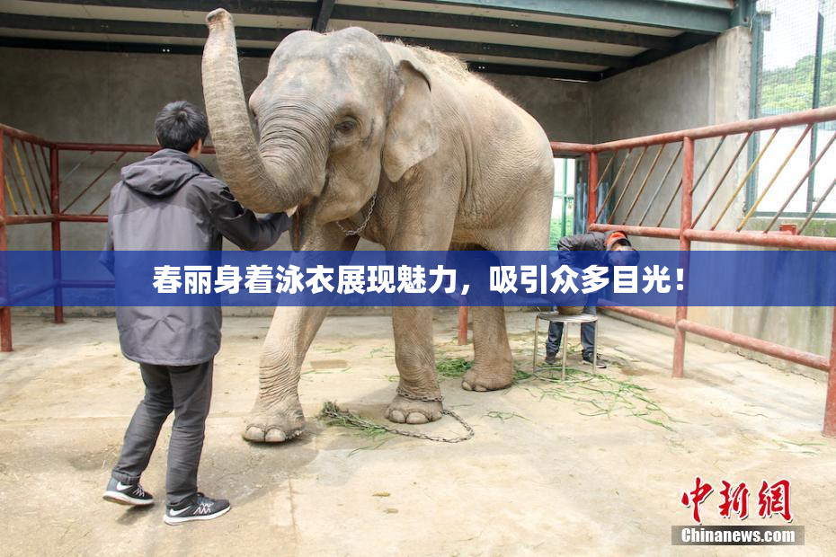 春丽身着泳衣展现魅力，吸引众多目光！